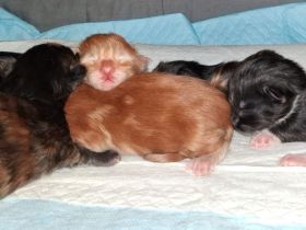 von Nambur und Ley Lines