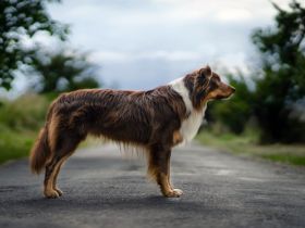 A Midnight Rider Verline