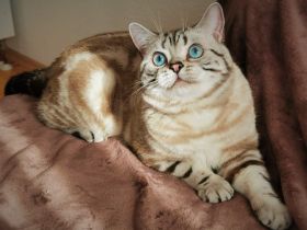 Elvis von Bohemian Rose