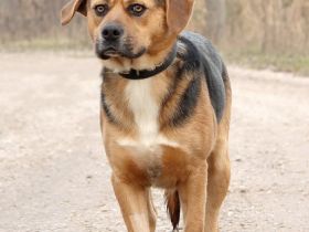 Roger, Name: ROGER Aufenthaltsort:Tierheim Slowakei