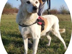 TEKERGÖ -  47 cm - Senior sucht ein liebevolles Zuhause