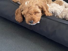 Wir züchten COCKAPOOS in traumhaften Farben Von Zeit zu