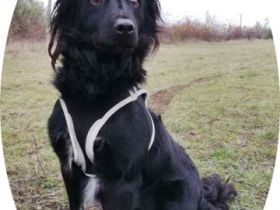 DAGI - 42 cm - wünscht sich ein Zuhause.