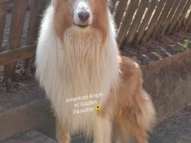 Shemai White Star  ( Kenai ) von der Emmerwiese