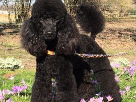 Lackschwarzer Mittelpudel/Kleinpudelrüde Henry