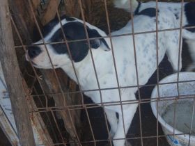 lieber, kastrierter, sozialer Bruno muss im Zwinger