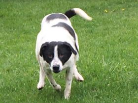 lieber, schüchterner, kastrierter Blanco in Hessen in