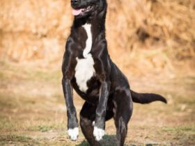 lieber, kastrierter Jackson lebt im Zwinger; wir suchen