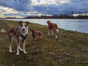 TierischVersorgtHochdrei - Katja Grether