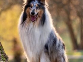 Ch. Androma Atlantic Ocean at Ruf-Clan