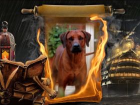 Intern. Champion Georg Earl of Brownridge