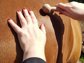 Schnauze, Fell und Pfoten