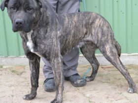 Major - männlich Rasse:Cane Corso Mischling Alter:geb