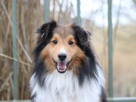 Ilay of Melena´s Dream