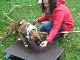 hundgerecht - mit Herz und Verstand