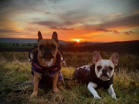 Bullys vom Schloss Buhstein