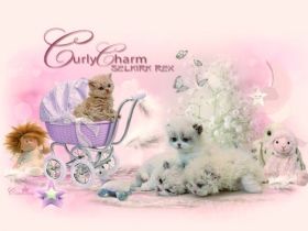 Curly Charm & from Sham