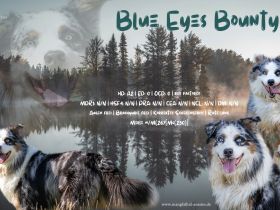 Australian Shepherd Deckrüde blue merle