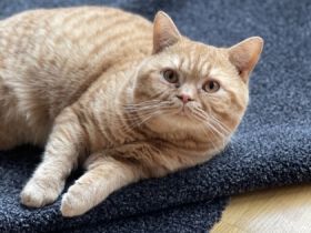 Theo von Traarer Berg