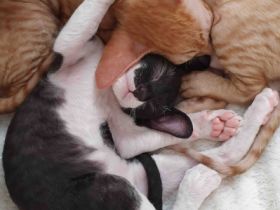 Wir haben wundervolle Cornish Rex Kittens am 18