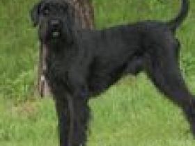 Black Nero von Adora