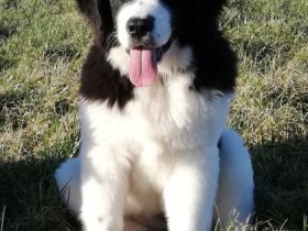 Wir züchten reinrassige wesenstarke Landseer. Unsere