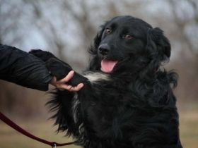 Rontu -kluger Musterschüler