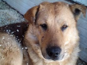 Martin - männlich Rasse: Schäfer-Mischling Geburtsdatum