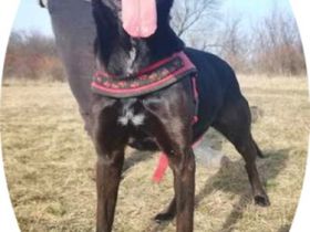 BUKSI 3 - 56 cm -  LABRADOR MISCHLINGSHÜNDIN! (aus dem