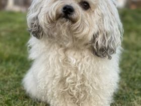 Grisu-Fynn von den Freistetter Wölfchen