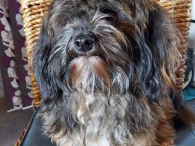 Caeser vom Odiliengarten