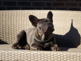 Campari from Bull Athlet's