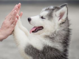 Ernährungsberater*in Hund