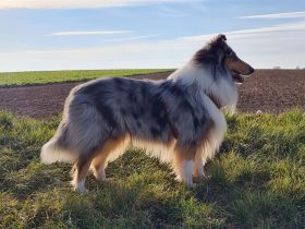 Kahoni Kiss in blue of Golden Gate