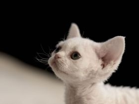 Cattery of Soft Companions