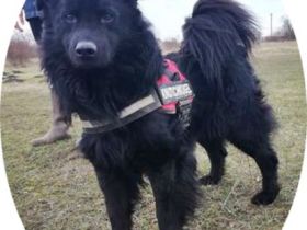 ZUZMO - 52 cm - HÜBSCHER KERL SUCHT FAMILIE! (aus dem