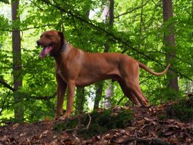 Waihtaka Fairytale Fenuku