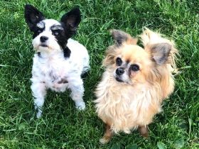 Juttas Hundeparadies