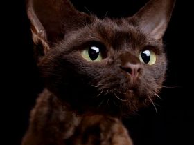 Devon Rex von Rhenania