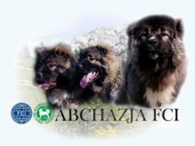 ABCHAZJA FCI