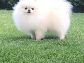 von Bernhard's Paradies