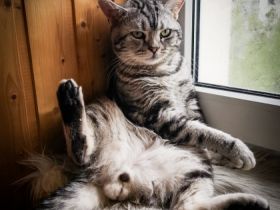 Alvin (Lenin von der Rift Valley)