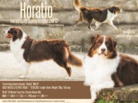 Forrest Gump Sunrise Aussies "Horatio"