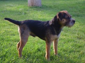 Balthazar Fayden PSI Mysteria