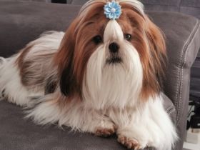 Henry Otto Kingdom is in Roksolanakh