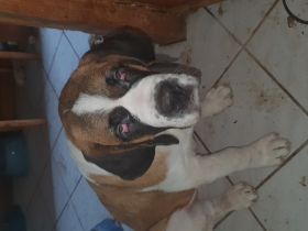 Am 30.3.2021 wurden 6 Welpen geboren. Ein Junge ist nun