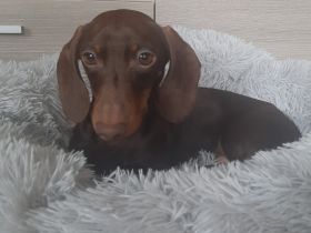 MUFFIN vom Gartenkamp