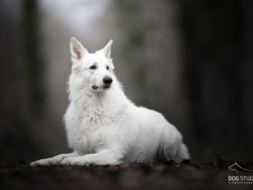 Cherubin Snow „Cem“ vom Murrursprung