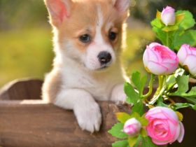 Unsere reinrassige Wels Corgi Pembroke Welpen suchen