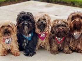 Bolonka vom badischen Zarenhof